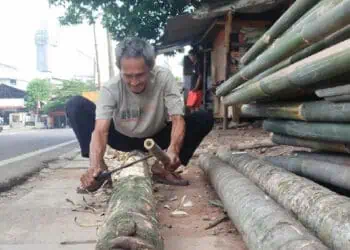 Tahukah Kamu Usia Ideal Pohon Pinang Sebelum Ditebang Untuk Lomba Agustusan?