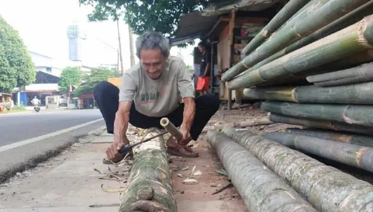 Tahukah Kamu Usia Ideal Pohon Pinang Sebelum Ditebang Untuk Lomba Agustusan?