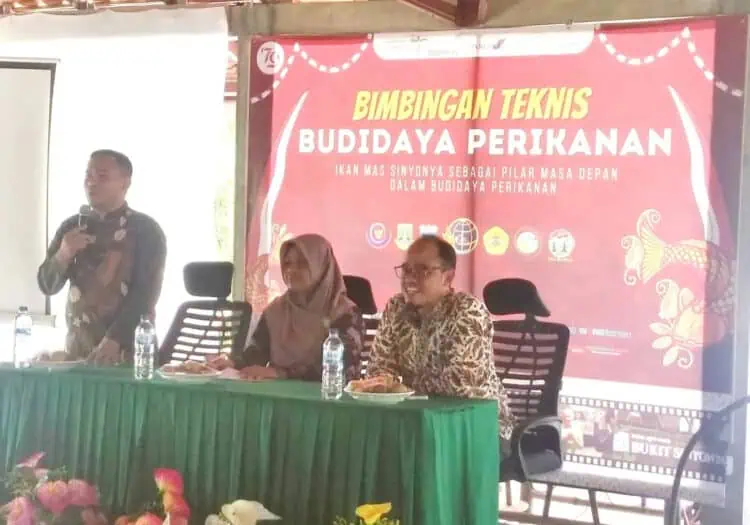 Gelar Festival, Ikan Mas Sinyonya Banjar Pandeglang Siap Menusantara