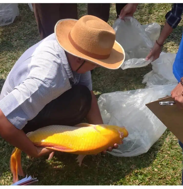 30 Peserta Tampilkan "Jagoannya" Ikuti Festival Nusantara Ikan Mas Sinyonya di Desa Bandung Pandeglang