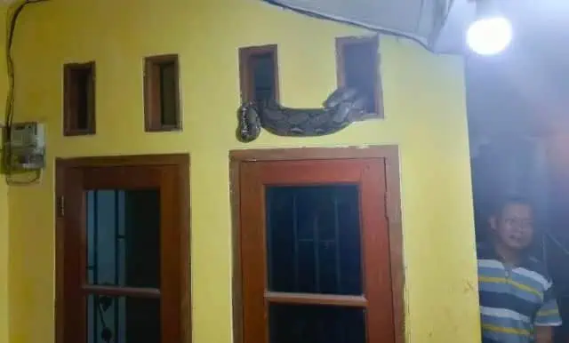 Ngeri, Ular Sanca Tiba-tiba Nongol di Ventilasi dan Nyaris Masuk Rumah Warga