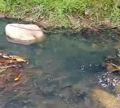 Sungai Ciujung Lebak Diduga Tercemar Limbah, Banyak Ikan Mati
