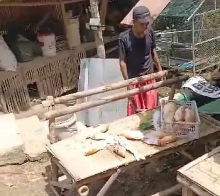 Listrik Padam Saat Cuaca Ekstrem, Pengusaha Ikan Koi di Lebak Rugi Ratusan Juta