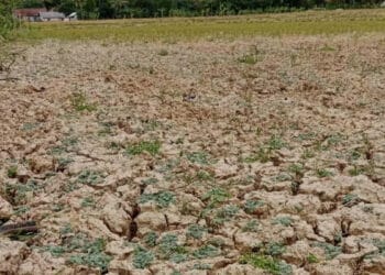 Lahan pertanian di wilayah Pandeglang, mulai mengering. Petani keluhkan hasil panen. (ISTIMEWA)