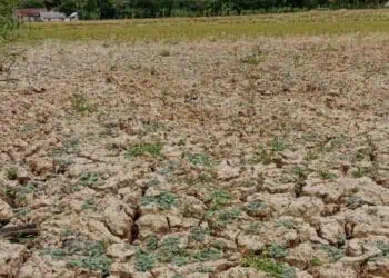 Lahan pertanian di wilayah Pandeglang, mulai mengering. Petani keluhkan hasil panen. (ISTIMEWA)