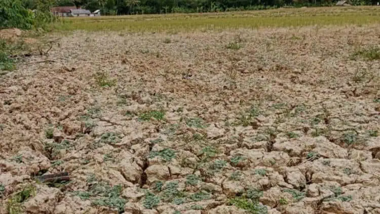 Kekeringan, Petani Mengeluh, Kepala DPKP Pandeglang Klaim Sudah Dipulihkan