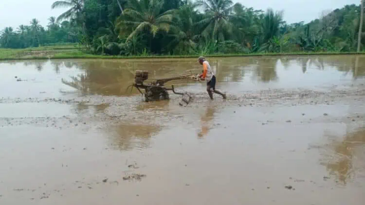 Dapat Bantuan Pompa, Ratusan Hektare Sawah di Pandeglang Selamat dari Kekeringan