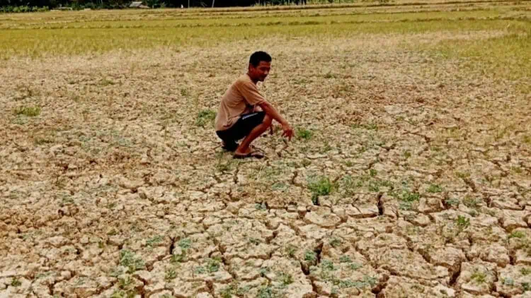 Kekeringan, Puluhan Hektare Sawah di Cikeusik Pandeglang Belum Digarap