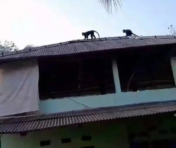 Gerombolan Lutung Serang dan Rusak Rumah Warga di Lebak