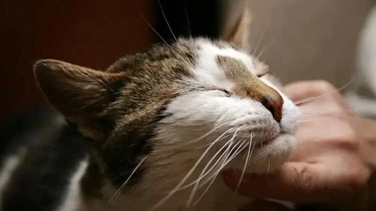 Penasaran Ketika Dengar Kucing Mendengkur? Ini Maknanya