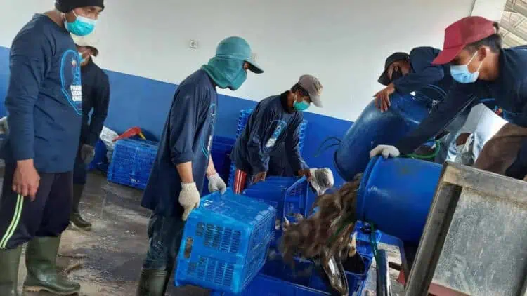 Didesak Tutup Tambak Udang Tak Berizin, Pemkab Pandeglang Berdalih Sedang Pendataan