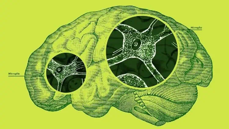 Apa itu Mikroglia?