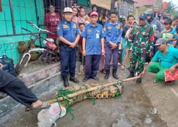 Heboh Penemuan Buaya Sepanjang 3 Meter di Pintu Air Pasanggrahan Solear, Langsung Diamankan BPBD