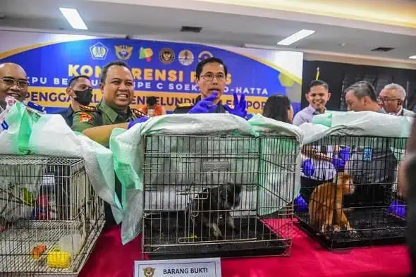 Selundupkan 4 Ekor Satwa Dilindungi untuk Kado Ultah Anak, WN India Ditangkap