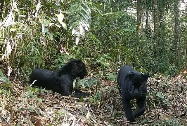 Sempat Punah, Populasi Macan Kumbang di TNGHS Bertambah