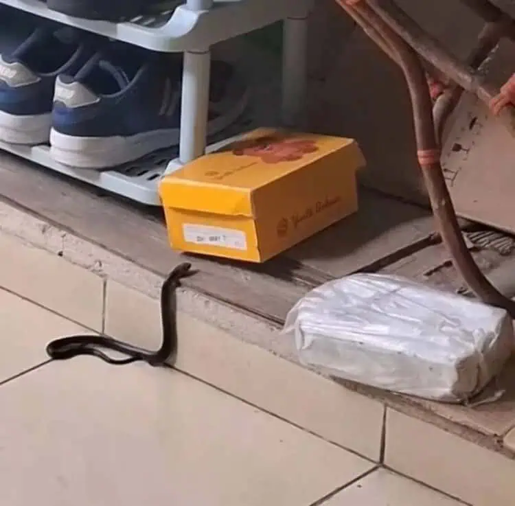 Ngeriii..Ular Kobra Nyaris Masuk Rumah Warga Ciledug Tangerang