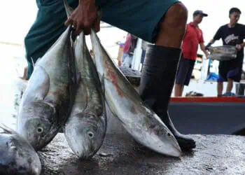 Hasil tangkapan ikan nelayan, di Kabupaten Pandeglang. (ISTIMEWA)