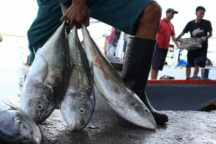 Hasil tangkapan ikan nelayan, di Kabupaten Pandeglang. (ISTIMEWA)