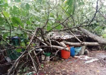 Nasib nahas dialami Mamah (49), warga Kampung Pangalengan RT/RW 001/003, Desa Cimoyan, Kecamatan Patia, Kabupaten Pandeglang. Rumah yang ditinggalinya selama ini, hancur tertimpa pohon Kacapi. (ISTIMEWA)