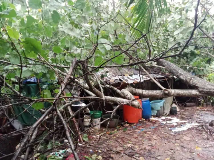 Tertimpa Pohon Tumbang, 1 Rumah Warga Pandeglang Hancur