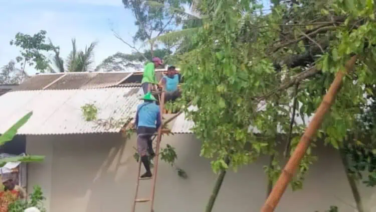 Rumah warga Cikaret, Desa Sukamulya, Kecamatan Cikeusik tertimpa pohon. (ISTIMEWA)