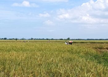 Banten Kekurangan Tenaga Penyuluh Pertanian