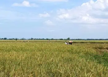 Banten Kekurangan Tenaga Penyuluh Pertanian 