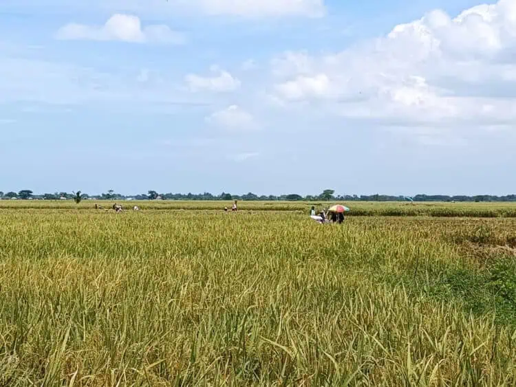 Banten Kekurangan Tenaga Penyuluh Pertanian