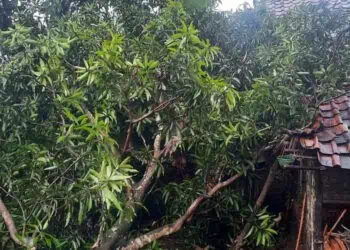 Tertimpa Pohon, Satu Warga Cimanggu Pandeglang Tewas