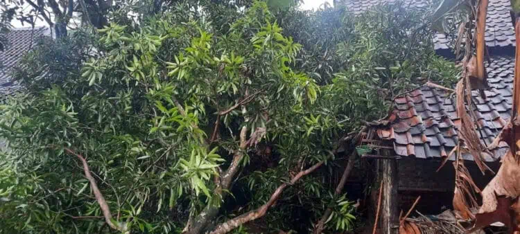 Tertimpa Pohon, Satu Warga Cimanggu Pandeglang Tewas