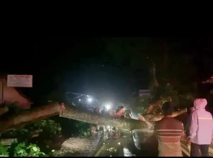 Nenek Nasih, Warga Carita Pandeglang Tewas Tertimpa Pohon Tumbang