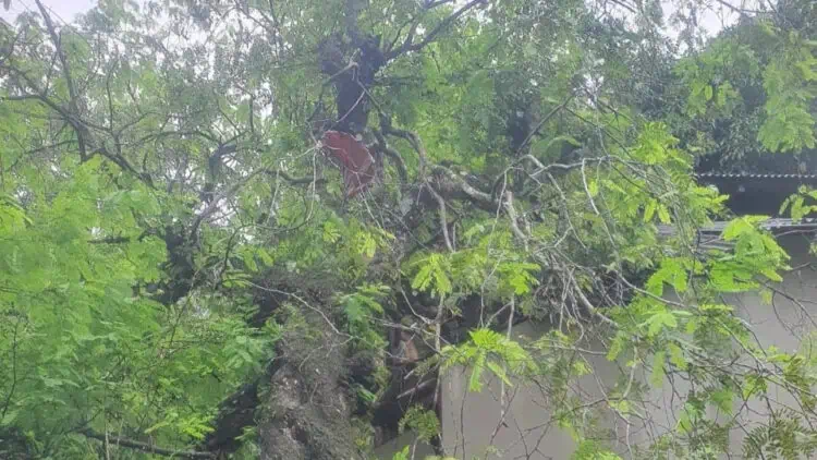 Tertimpa Pohon Besar, Rumah Warga Parungkokosan Rusak