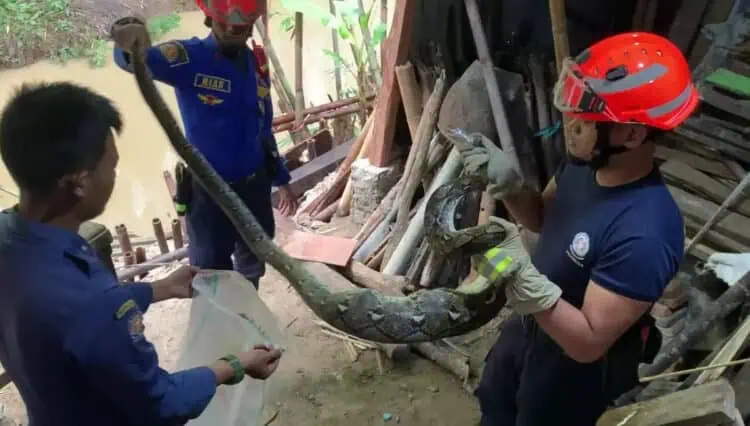 Hendak Diberi Pakan, Nenek di Lebak Kaget Ayamnya Dimangsa Ular