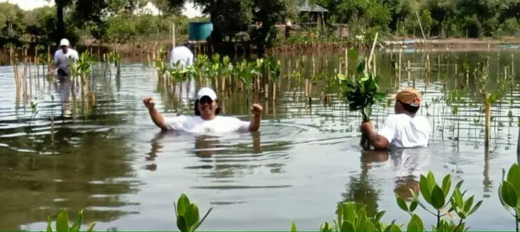Sindir Pagar Laut, Aktivis Lingkungan Pilih Tanam Ribuan Mangrove