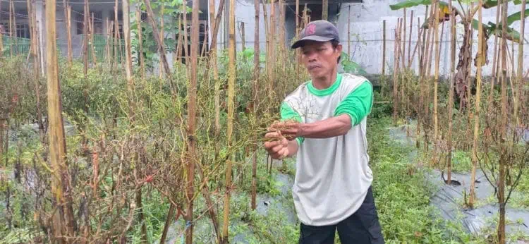 Akibat Cuaca Ekstrem, Petani Cabai di Lebak Merugi
