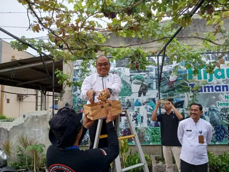 Camat Pasar Kemis Panen Anggur Varietas Impor