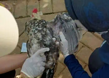 Dalam Sepekan, Ratusan Ayam di Cigeulis Pandeglang Mati Mendadak