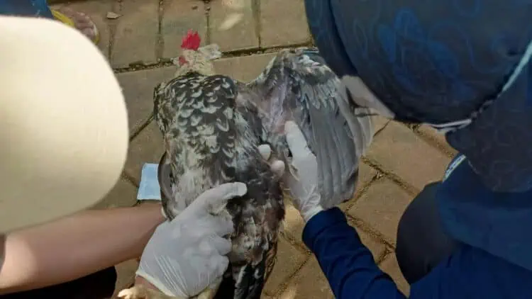 Dalam Sepekan, Ratusan Ayam di Cigeulis Pandeglang Mati Mendadak