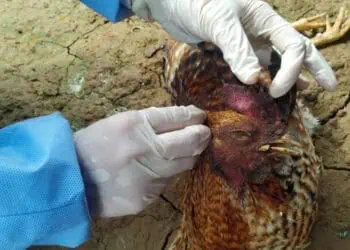 Ratusan Ayam Mati di Cigeulis Pandeglang Terindikasi Flu Burung