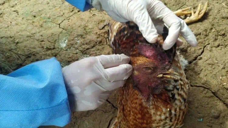 Ratusan Ayam Mati di Cigeulis Pandeglang Terindikasi Flu Burung