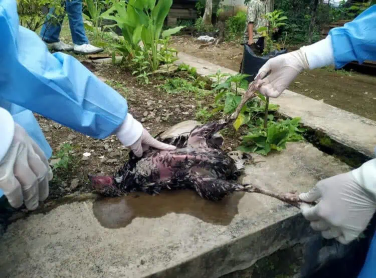 Dinyatakan Positif Flu Burung, Ini Langkah DPKP Pandeglang