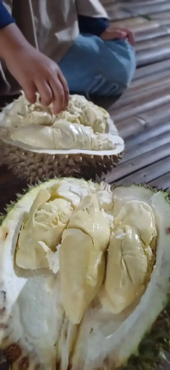 Ditengah Gempuran Durian "Sebrang", Fokus Jaga Kualitas Produk Lokal