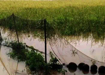 Rumah Hingga Sawah Terendam, Warga Cibadak Lebak Sebut Proyek Ini Salah satu Penyebabnya