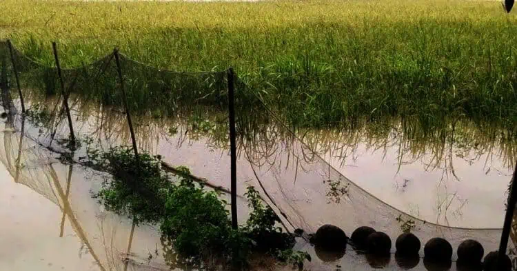 Rumah Hingga Sawah Terendam, Warga Cibadak Lebak Sebut Proyek Ini Salah satu Penyebabnya