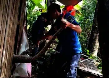 Mangsa Ternak Warga, Ular Besar Ditangkap Petugas Damkar Lebak