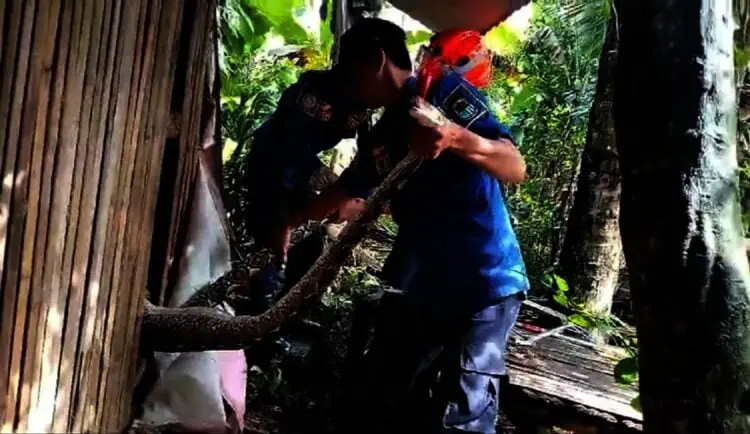 Mangsa Ternak Warga, Ular Besar Ditangkap Petugas Damkar Lebak