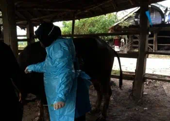 Petugas DKPP Kabupaten Serang, melakukan pengobatan hewan ternak. (ISTIMEWA)