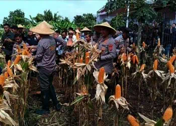 Kapolda Banten Irjen Suyudi Ario Seto, bersama Kapolres Serang AKBP Condro Sasongko, melaksanakan panen raya dalam rangka mendukung program Asta Cita Swasembada Pangan yang, dijalankan Polres Serang, Kamis (20/2/2025), di lahan seluas 10 hektar menghasilkan 60 ton jagung. (ISTIMEWA)