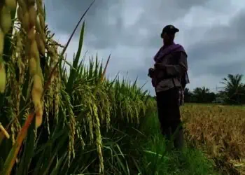 Hama dan Cuaca Ekstrem Rusak Panen Padi Milik Petani di Lebak