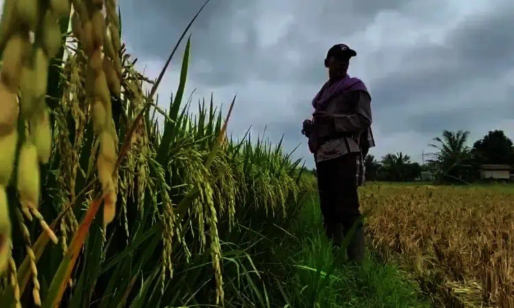 Hama dan Cuaca Ekstrem Rusak Panen Padi Milik Petani di Lebak